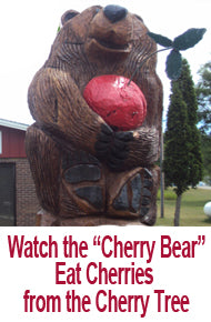 Watch a Real Cherry Bear in the Cherry Tree