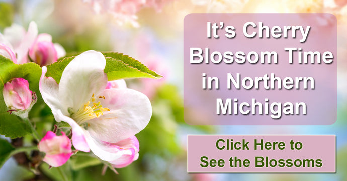 It's Cherry Blossom Time in Northern Michigan