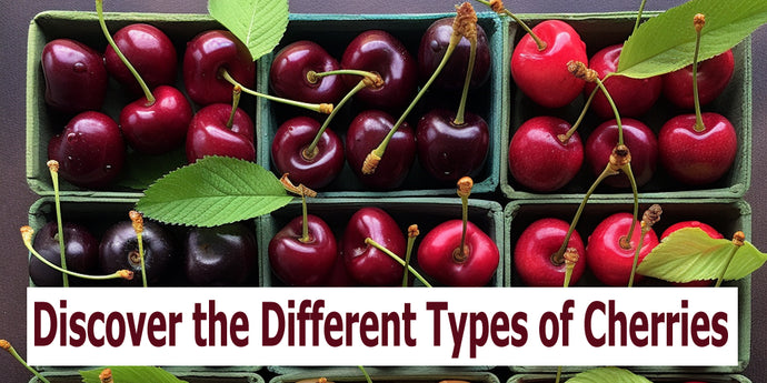 A Guide to Different Types of Cherries: From Sweet to Tart