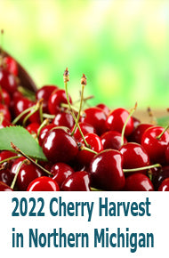2022 Cherry Harvest in Northern Michigan