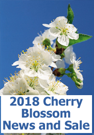 The Cherry Blossoms are Popping Out!...10% Discount