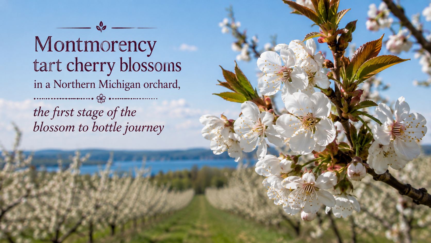 Montmorency tart cherry blossoms in a Northern Michigan orchard, the first stage of the blossom to bottle journey Traverse Bay Farms
