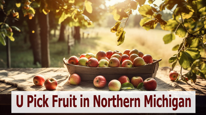 U Pick Fruit in Northern Michigan