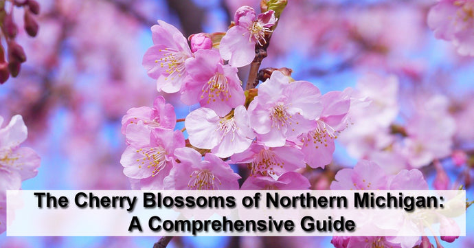 Best Cherry Blossoms in northern Michigan
