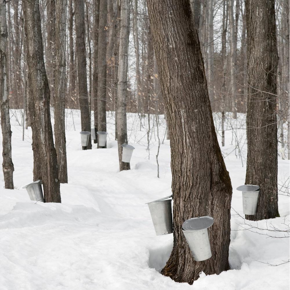 100% Pure Michigan Maple Syrup - 2 Pack of 8 Fl. Oz. Bottles - traversebayfarms