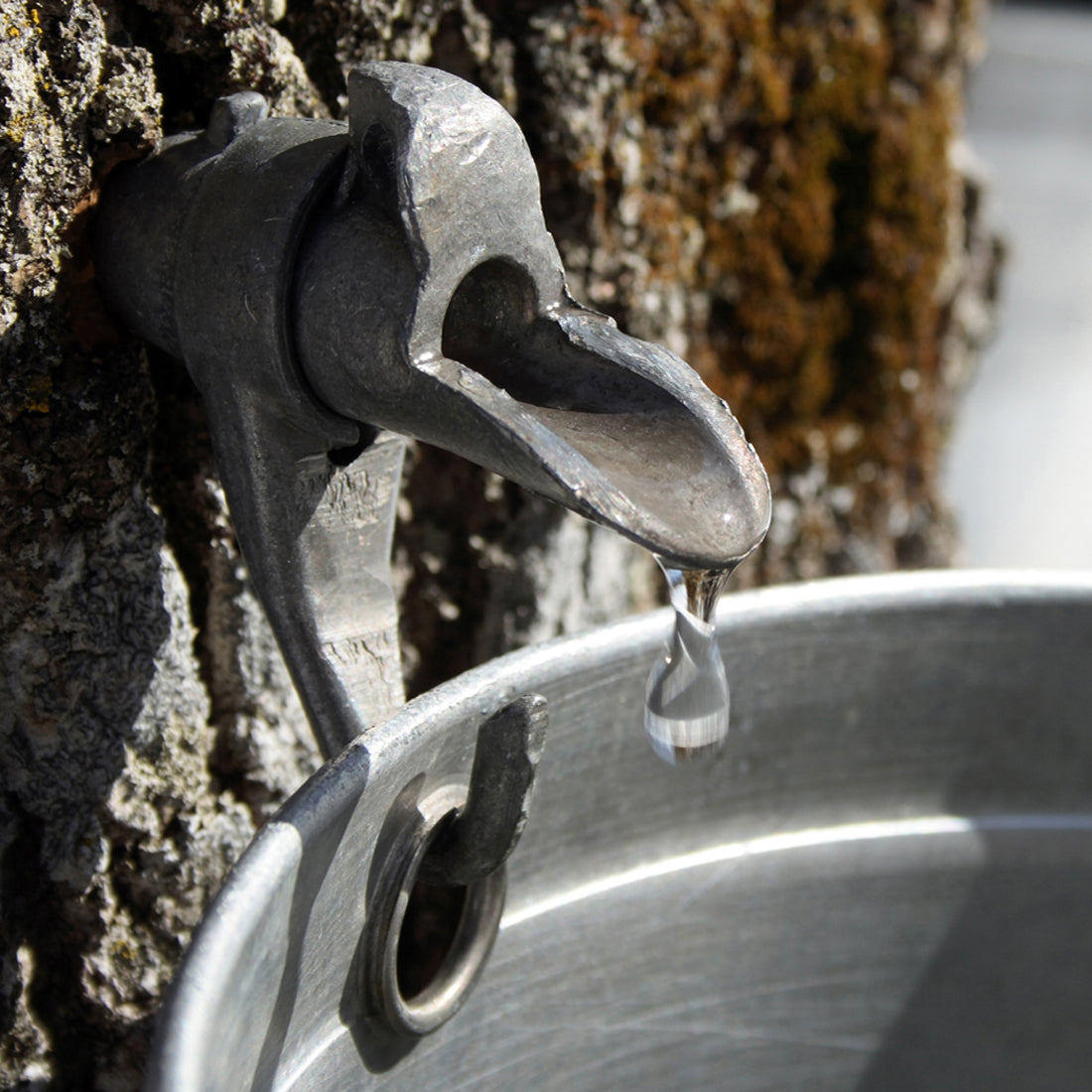 100% Pure Michigan Maple Syrup - 2 Pack of 8 Fl. Oz. Bottles - traversebayfarms